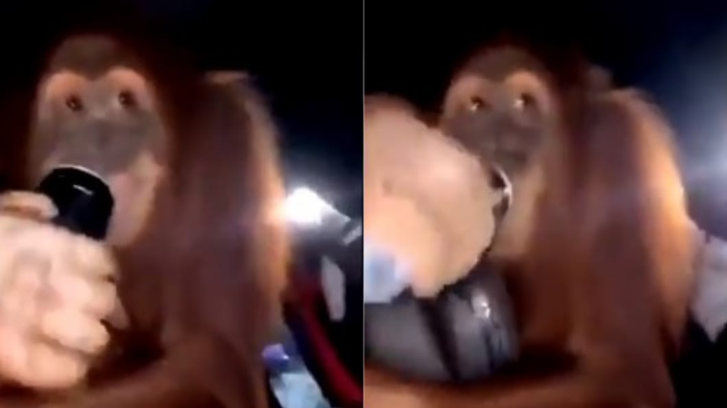 一群男子在車上餵紅毛猩猩喝能量飲料。（圖／翻攝自推特）