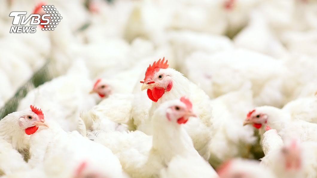 （示意圖／shutterstock 達志影像） 日本第4縣爆禽流感　宮崎縣養雞場撲殺4萬隻雞
