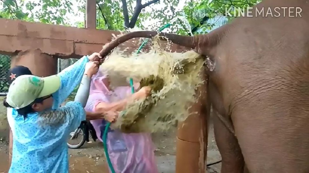 老象「黃金瀑布」幫獸醫洗臉。（圖／翻攝自Samui Elephant Sanctuary臉書）