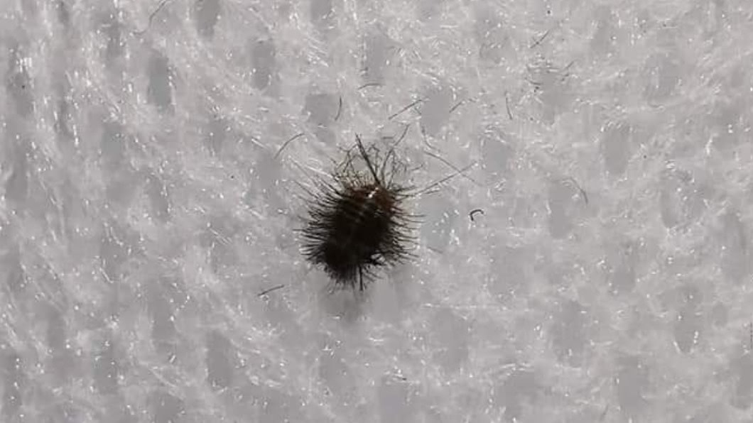 民眾發現一種小蟲，網友驚呼是「灰塵精靈」現身。（圖／翻攝自「爆料公社」）