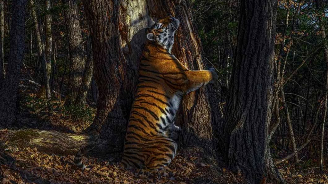 俄羅斯攝影師以「抱樹老虎」奪下野生動物攝影師大賽首獎。（圖／翻攝自英國自然史博物館網站Natural History Museum）