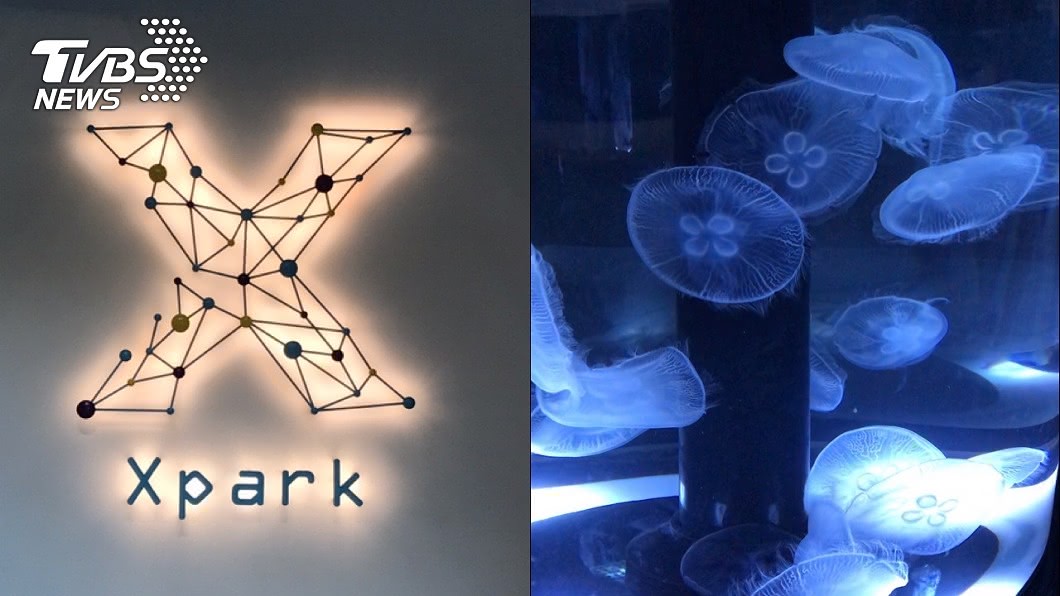 Xpark表示水母斷肢在野生環境中，純屬生物新陳代謝之自然現象。（圖／TVBS）