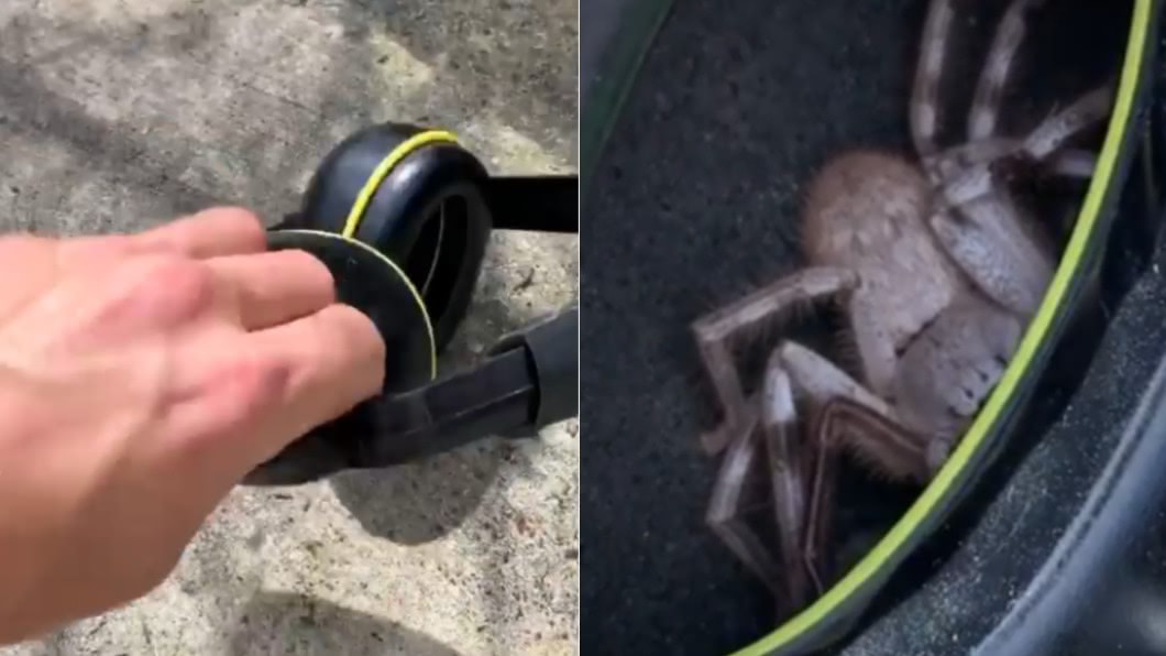 澳洲男子在耳罩內發現蜘蛛。（圖／翻攝自IG／@olsta05） 戴抗噪耳罩「癢癢的」　摘下驚見大蜘蛛！他嚇壞狂甩