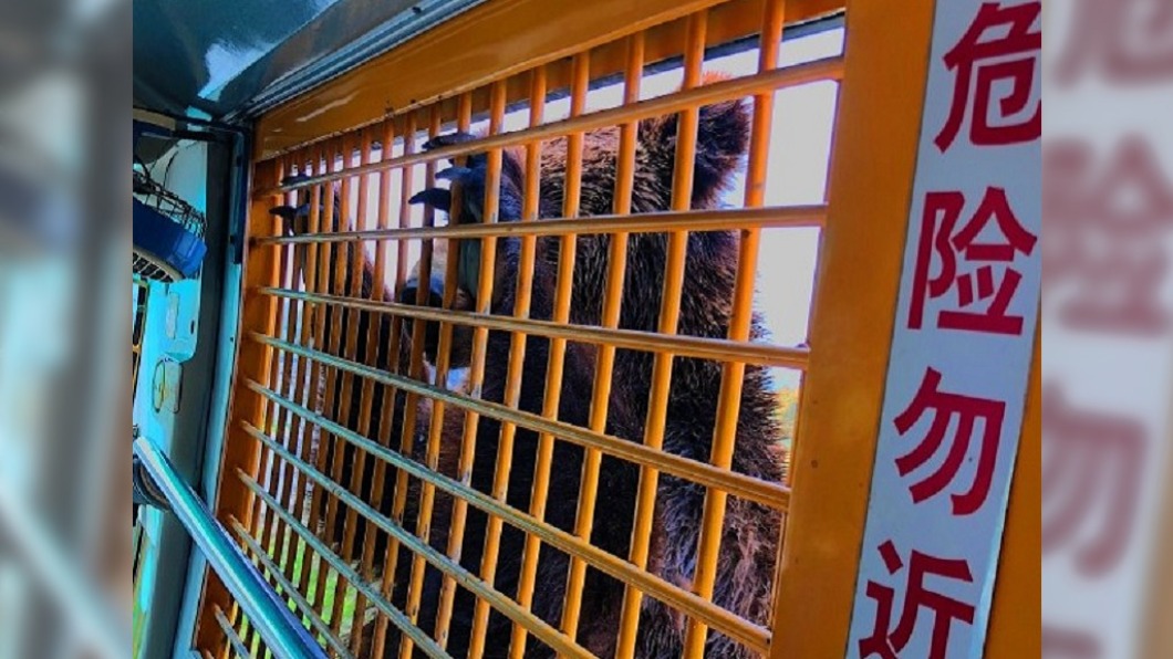 上海野生動物園觀光車。（示意圖／翻攝自微博）