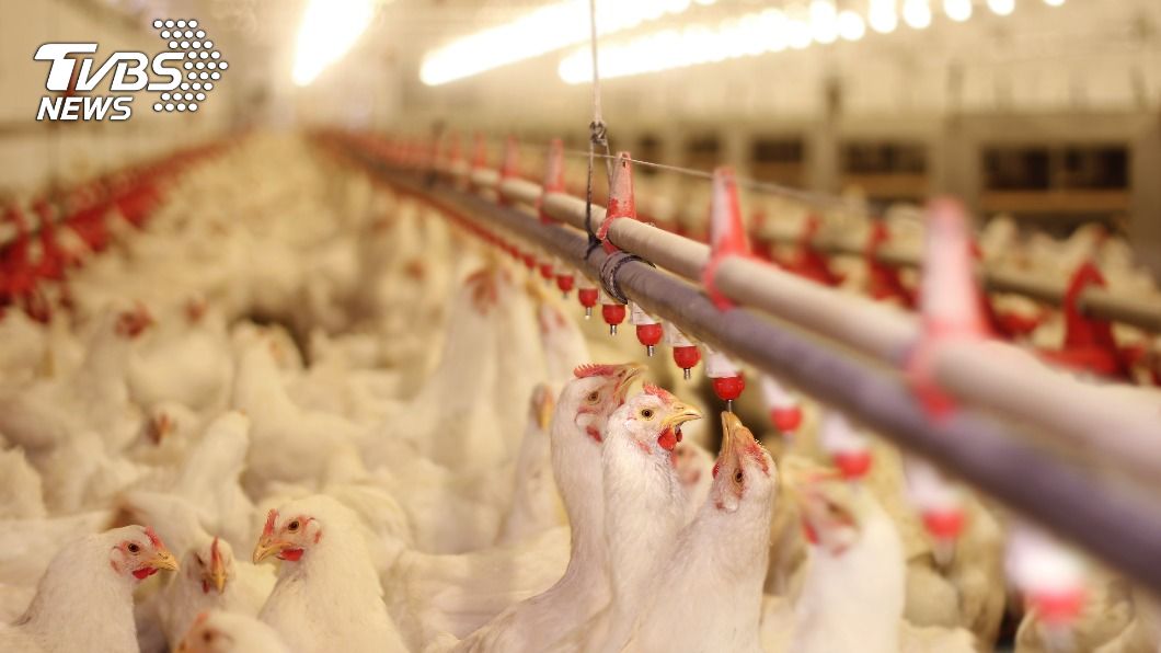 千葉縣內最大的養雞場驗出H5型禽流感病毒。（示意圖／shutterstock 達志影像）