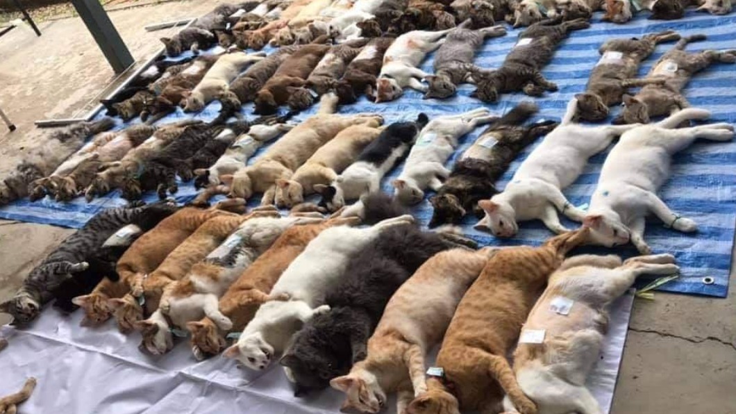 泰國出現貓咪排排躺的奇景。（圖／翻攝自泰國清邁象臉書） 貓咪集體暴斃？怨念爆棚排排躺　真相曝光網笑：差點開罵