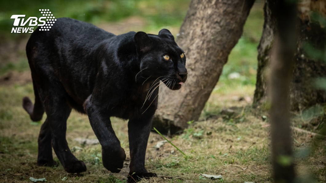 黑豹是極具危險性的動物。（示意圖／shutterstock 達志影像）