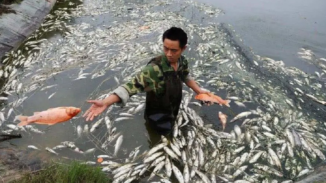 4名男子將殺蟲劑倒入河流毒死22萬條魚。（圖／騰訊網） 釣嘸魚狂倒殺蟲劑　白目男害「22萬條全翻肚」下場曝