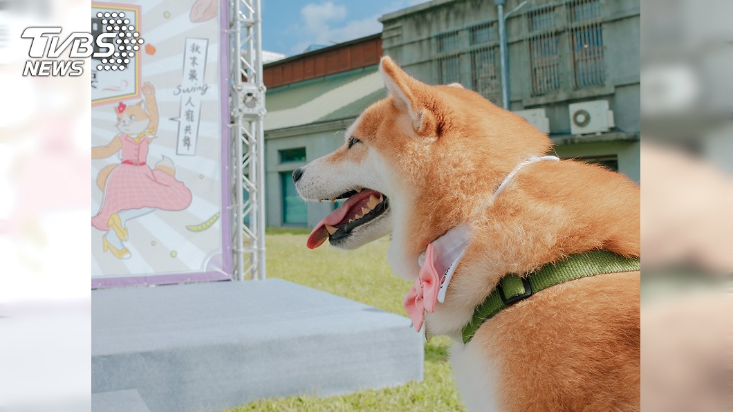 寵物界網紅柴犬Nana。（圖／TVBS）