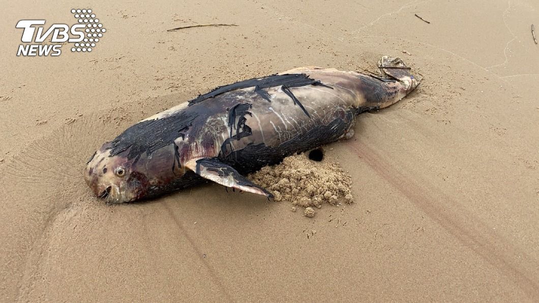 這是今年金門第18起鯨豚擱淺死亡案例。（圖／中央社）
