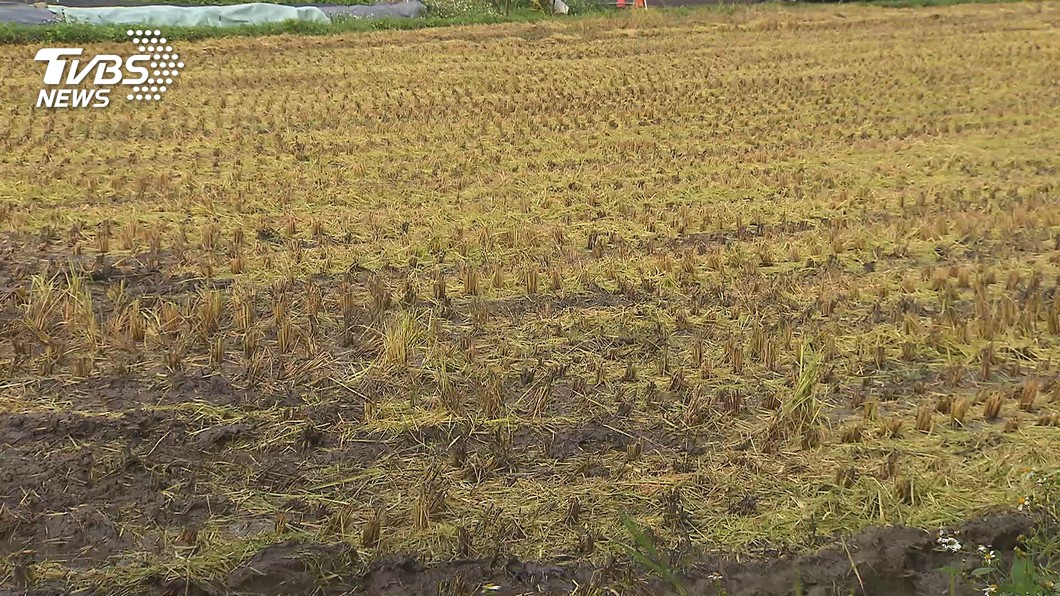 年底前決定台中與桃竹苗一期稻作是否休耕。（圖／TVBS資料畫面） 水情吃緊恐減量供水　經部超前部署盤點準備