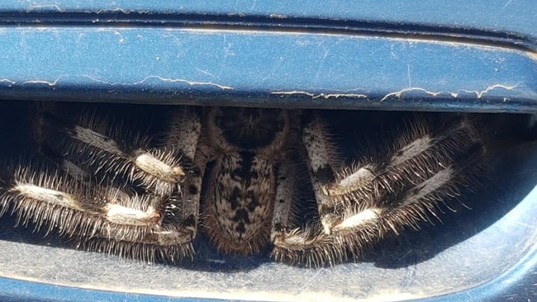 澳洲女子瓊斯發現蜘蛛卡在自己的車門把手內。（圖／翻攝自Christine Jones臉書）