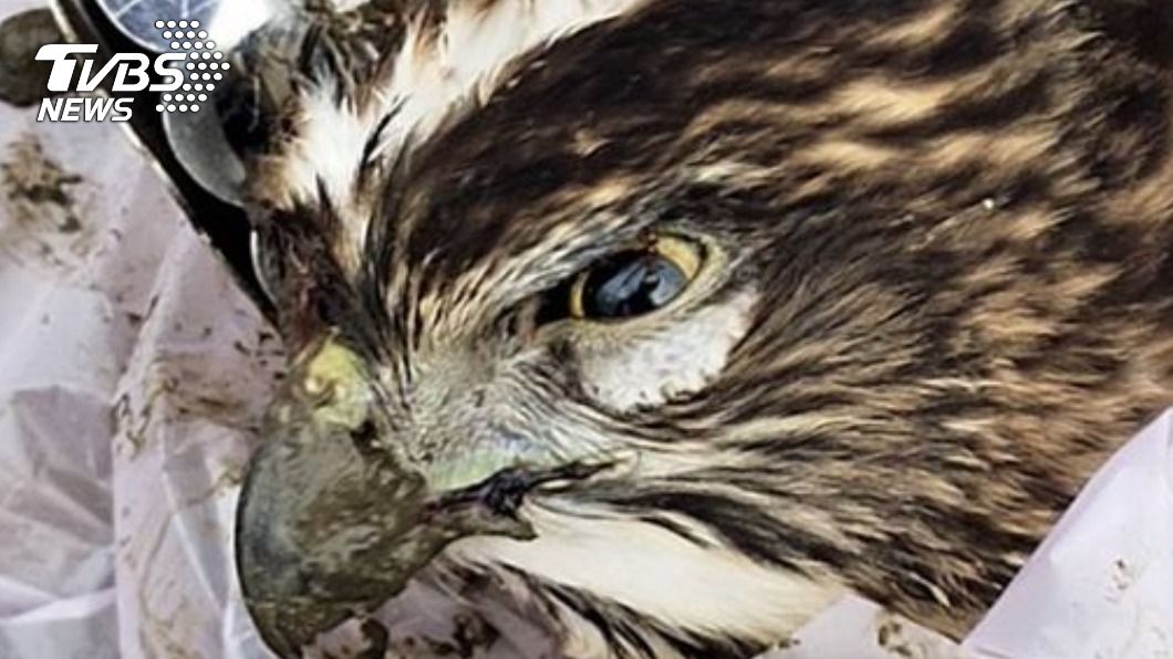 保育類動物鳳頭蒼鷹疑中毒死亡。（圖／翻攝自台北鳥會臉書）