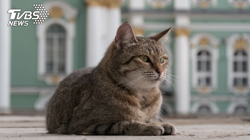 聖彼得堡冬宮目前約50隻「冬宮貓」居住。（示意圖／shutterstock達志影像）