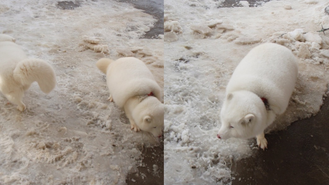 北極狐為抵抗寒冷，遇冬天毛量會爆增。（翻攝自Twitter）