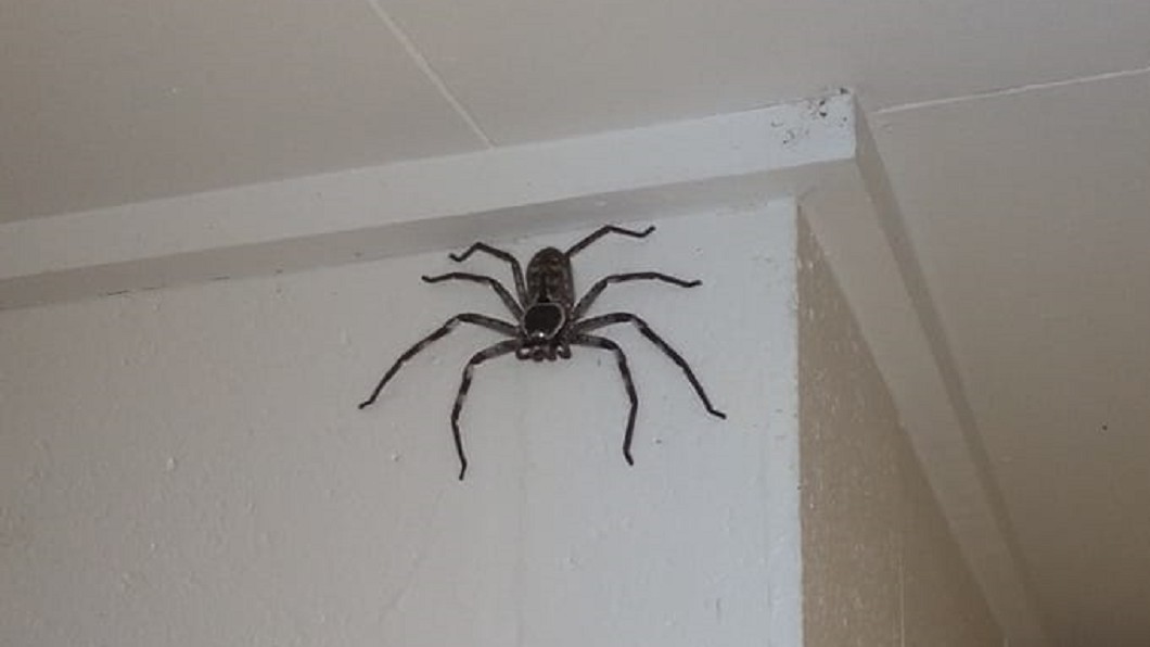 （圖／翻攝自Australian spider identification page臉書）