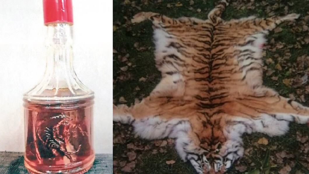野生動物救護中心被爆出吃虎肉、賣虎骨酒醜聞。（合成圖／翻攝自東方日報、光明網）