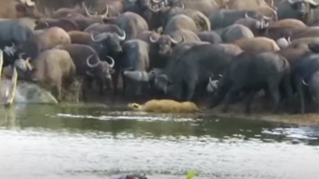 （圖／翻攝自Kruger Sightings YouTube） 母獅闖水牛群遭「踩踏凌虐」圍攻　拋飛重摔慘死水坑
