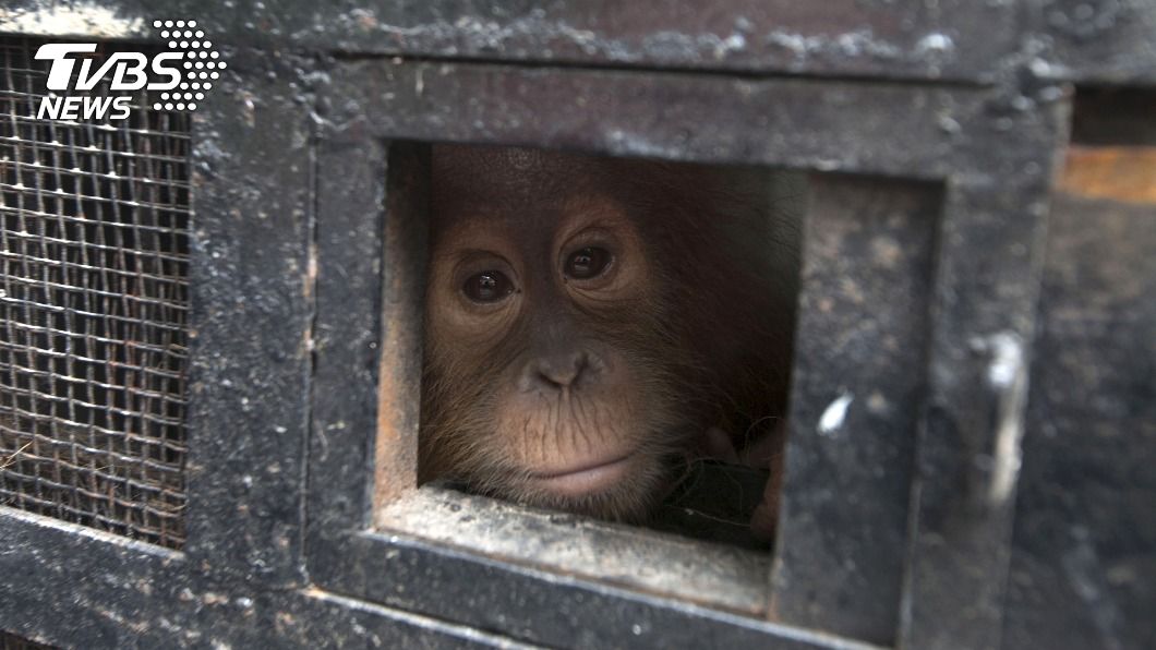 印尼昨（18）日將幾年前被盜獵集團走私的11隻小紅毛猩猩運回國內。（圖／達志影像路透社）
