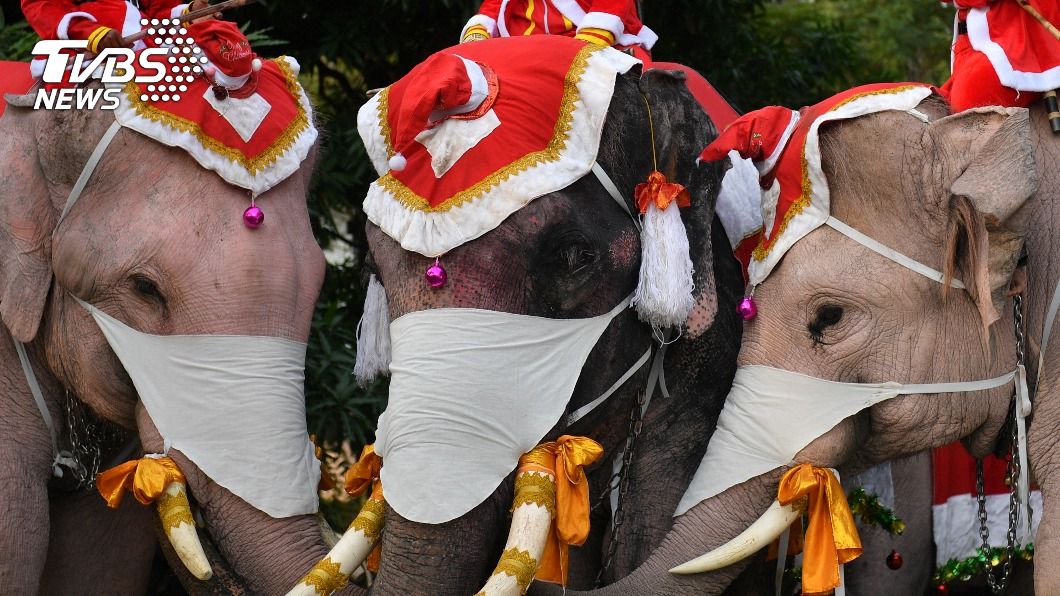 泰國曼谷1所小學為推廣防疫，今（23）日讓大象戴著特製巨型口罩登場。（圖／達志影像路透社）