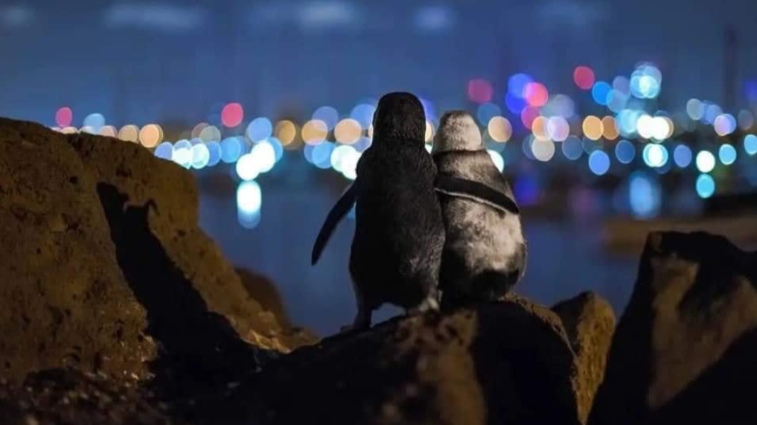 2隻喪偶企鵝安慰彼此的暖心畫面被德攝影師拍下。（圖／翻攝自tobiasvisuals Instagram） 2喪偶企鵝「搭肩安慰」　德攝影師拍下暖心一幕獲獎
