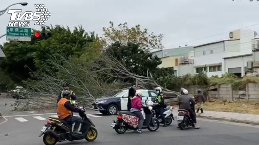強風吹倒台南市東橋三路行道樹，機車騎士驚險躲過。（圖／TVBS） 7級強風如颱吹倒台南路樹　機車騎士驚險躲過
