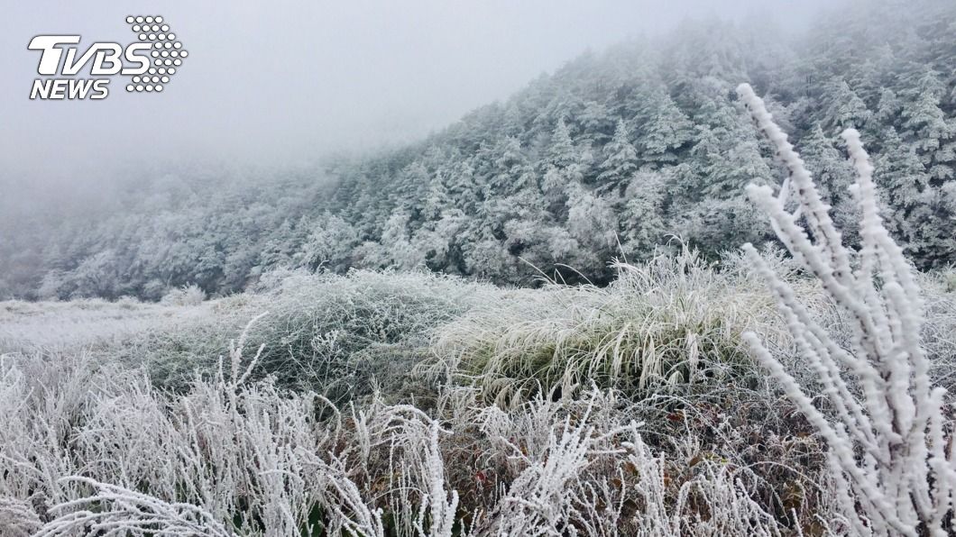 樹葉被霧淞覆蓋呈現一片雪白世界。（圖／中央社）