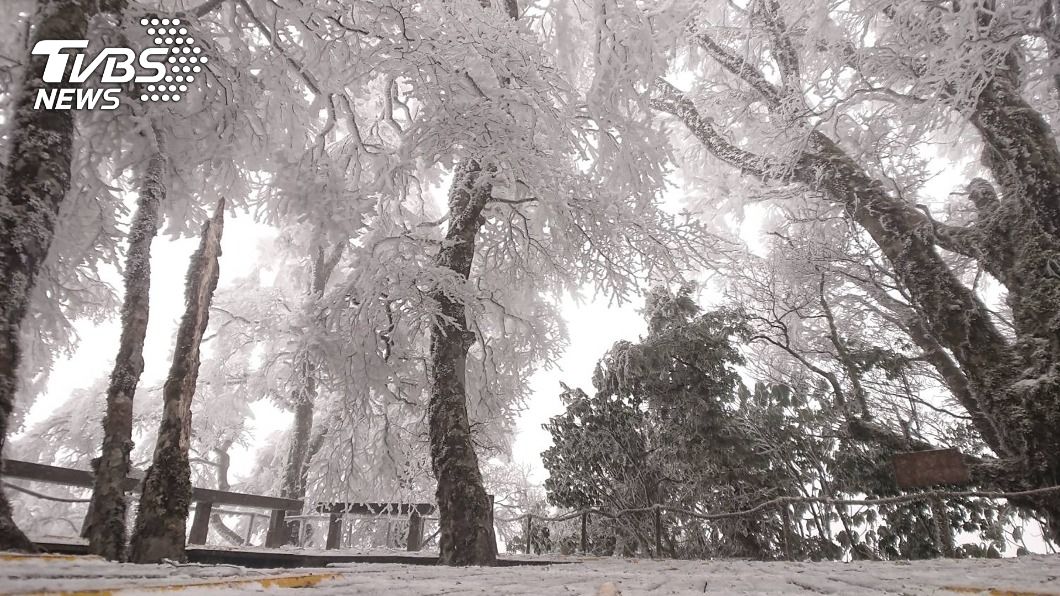 太平山國家森林遊樂區內的山毛櫸步道上午飄雪半小時。（圖／中央社）