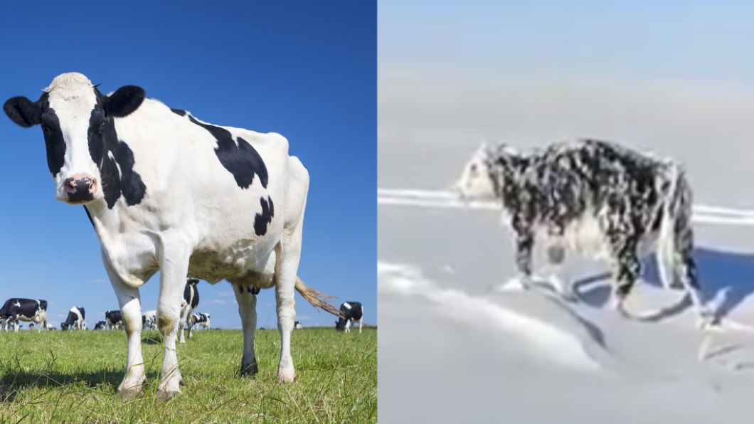 哈薩克零下低溫讓乳牛慘遭冰封。（圖／shutterstock 達志影像、翻攝自omar77677推特）