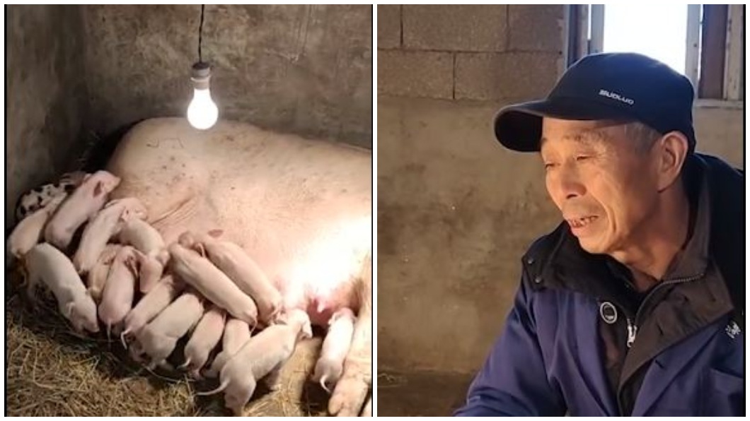 大陸湖南一名男子因為家中母豬生產，他在一旁陪產3天3夜。（合成圖／翻攝自沸點視頻微博）