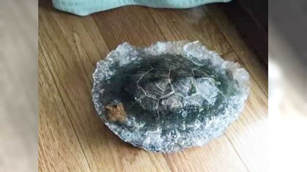 日本一名女網友把寵物龜放在陽台放風一晚，沒想到隔天醒來發現牠被凍成大冰塊。（圖／翻攝自推特）
