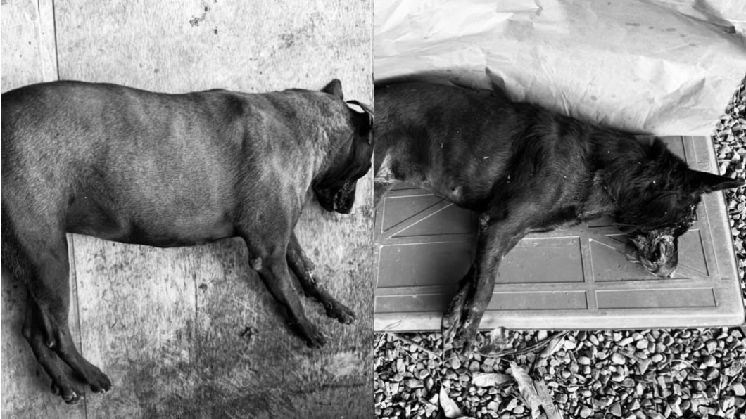 惡意毒殺 新竹愛媽見3餵養浪犬慘死心碎開車撞飛凶手 流浪狗 流浪犬 新竹市浪愛傳遞貓狗tnvr協會 認養 Tvbs新聞網