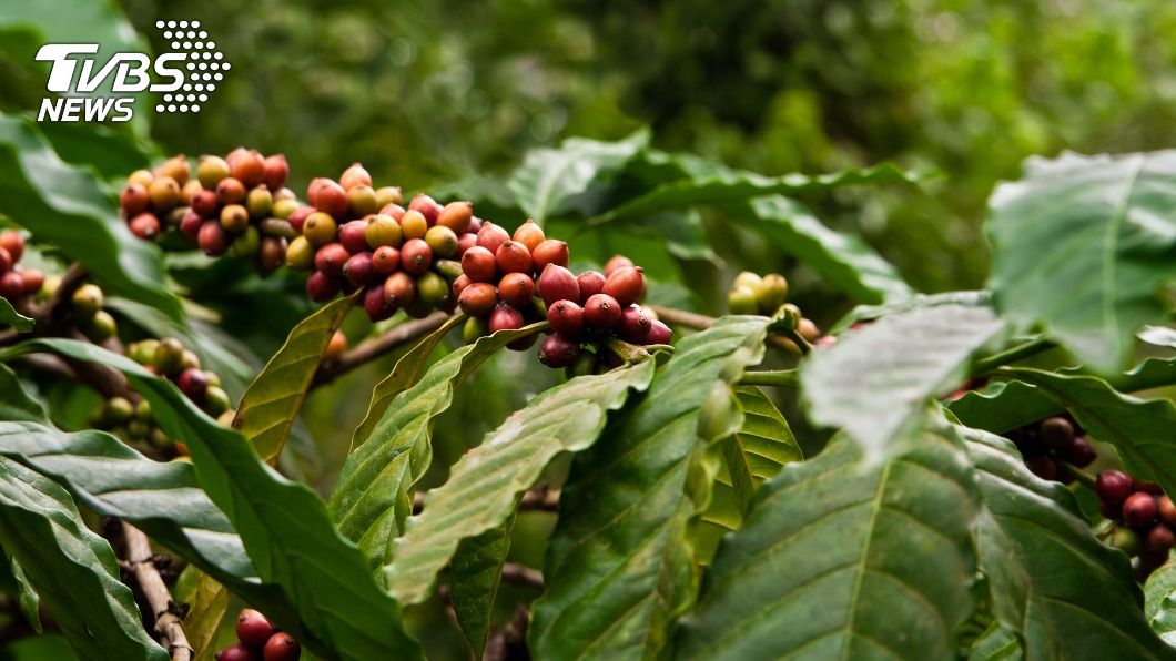 食藥署開放咖啡葉可製成茶包供消費者沖泡飲用。（示意圖／shutterstock 達志影像）