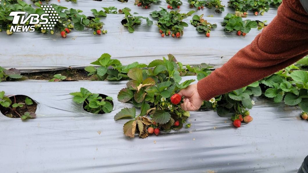 栽種草莓有一定難度，不容易熬到收成期。（圖／中央社）