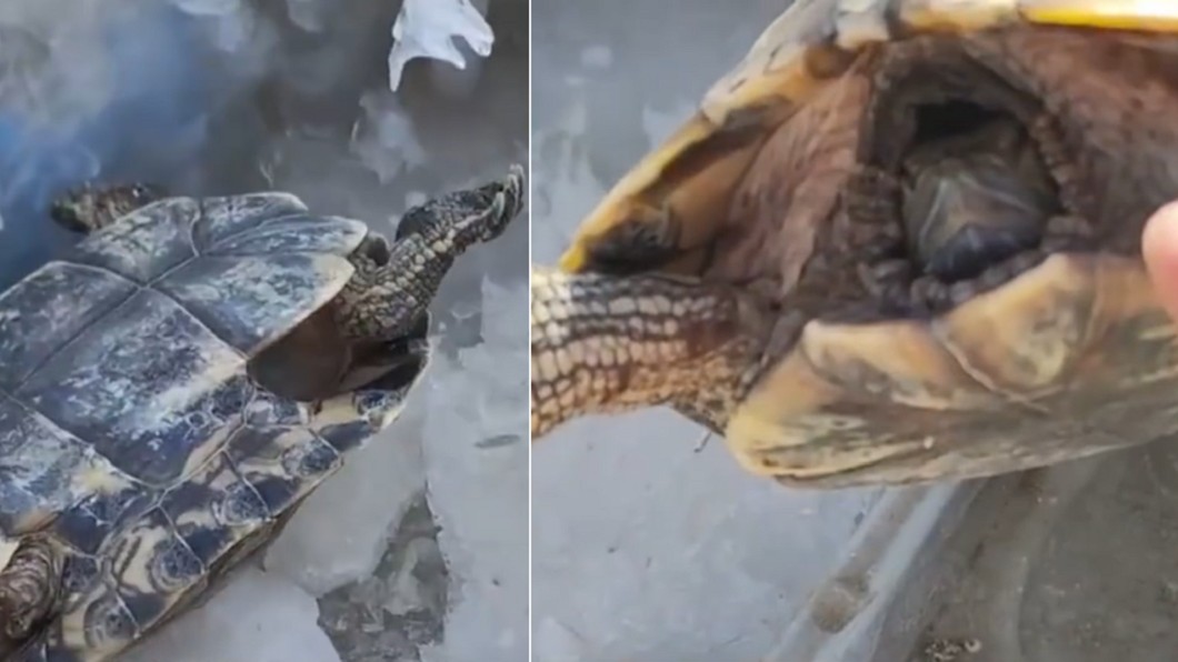 烏龜被放置在零下17度的環境中。（合成圖／翻攝自漩渦視頻微博）