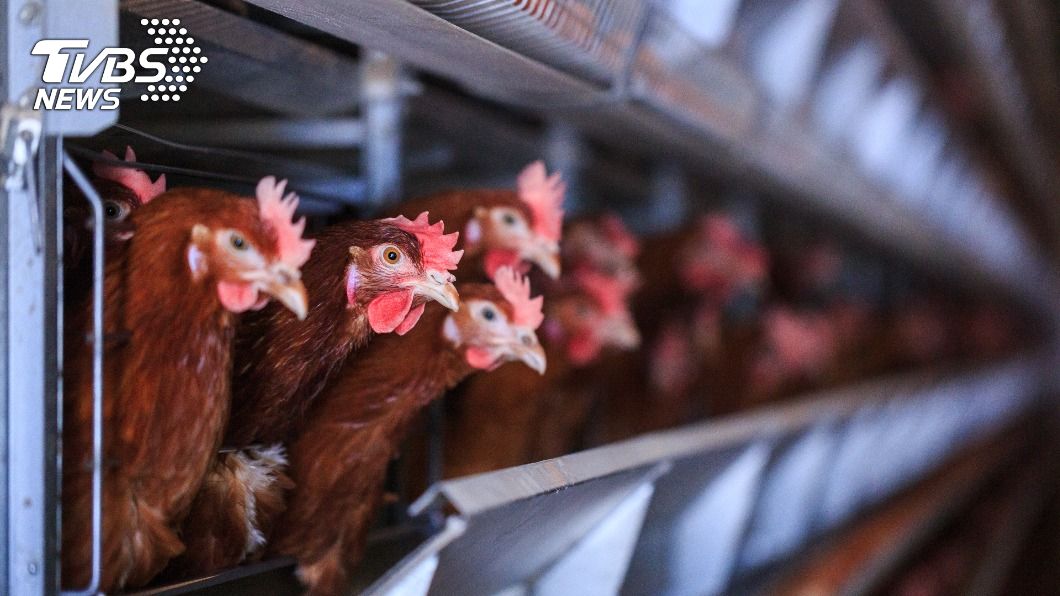 日千葉縣一處養雞場發生禽流感疫情。（示意圖／shutterstock 達志影像）