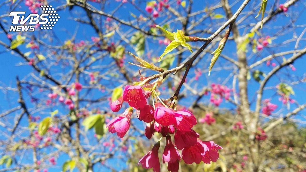 阿里山櫻花盛開了。（圖／中央社）