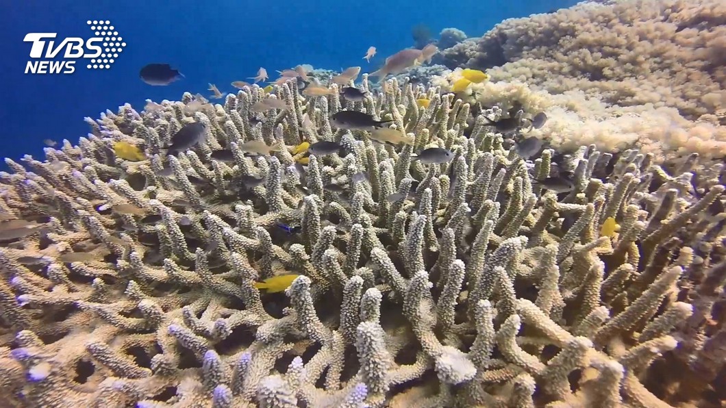 海水過熱導致珊瑚白化。（圖／TVBS）