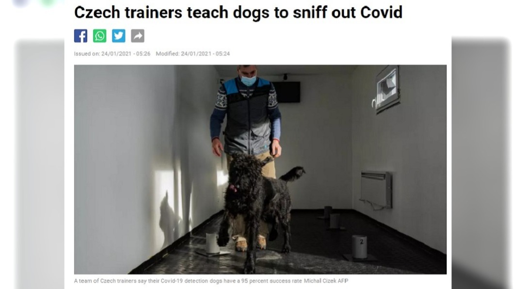 捷克訓練狗狗來偵測新冠肺炎病毒。（圖／翻攝自France 24網頁）