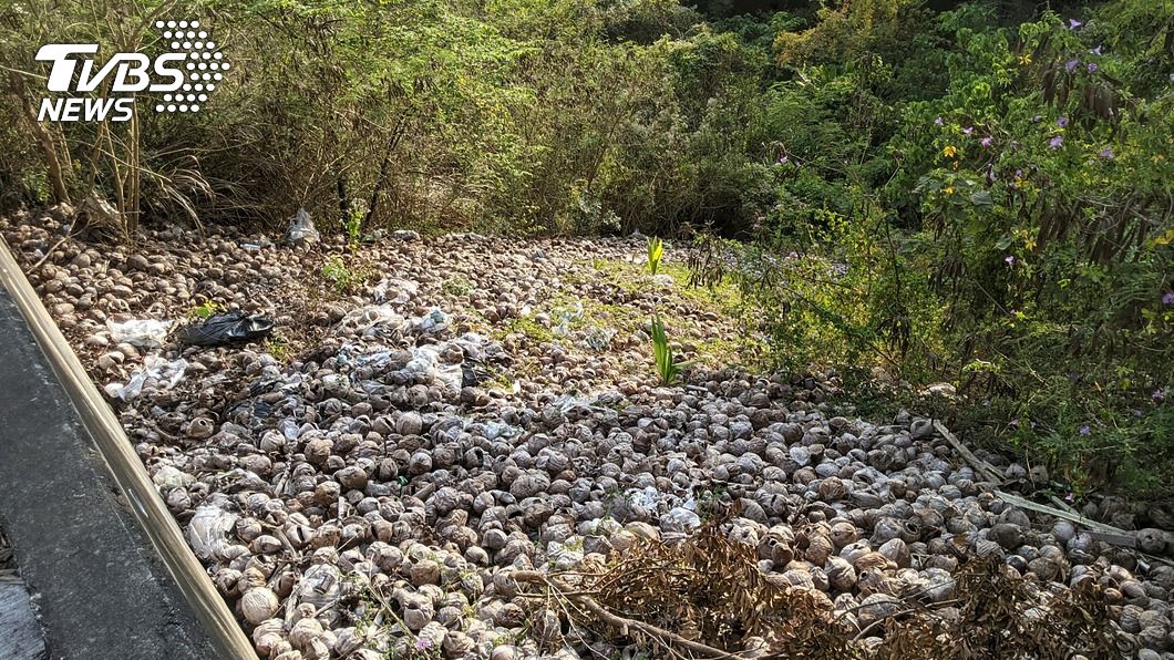 旗山區國有林地常被丟棄大量椰子殼。（圖／中央社）
