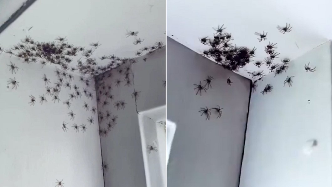 女子掀開房間窗簾驚見「蜘蛛群聚」。（合成圖／翻攝自The Sun）