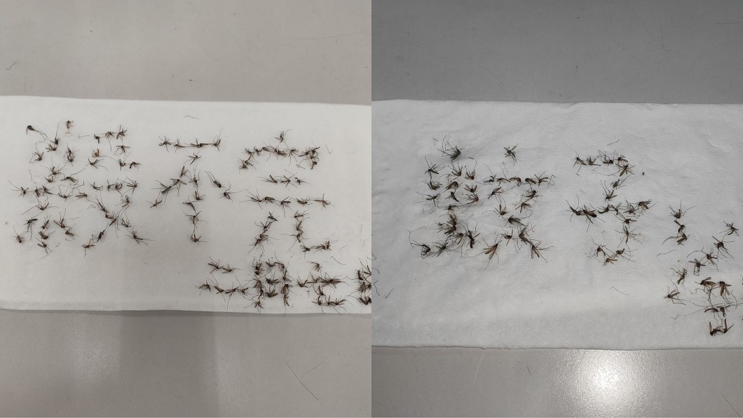 網友用一隻隻死蚊子排列出文字。（圖／翻攝自臉書社團「爆怨公社」）