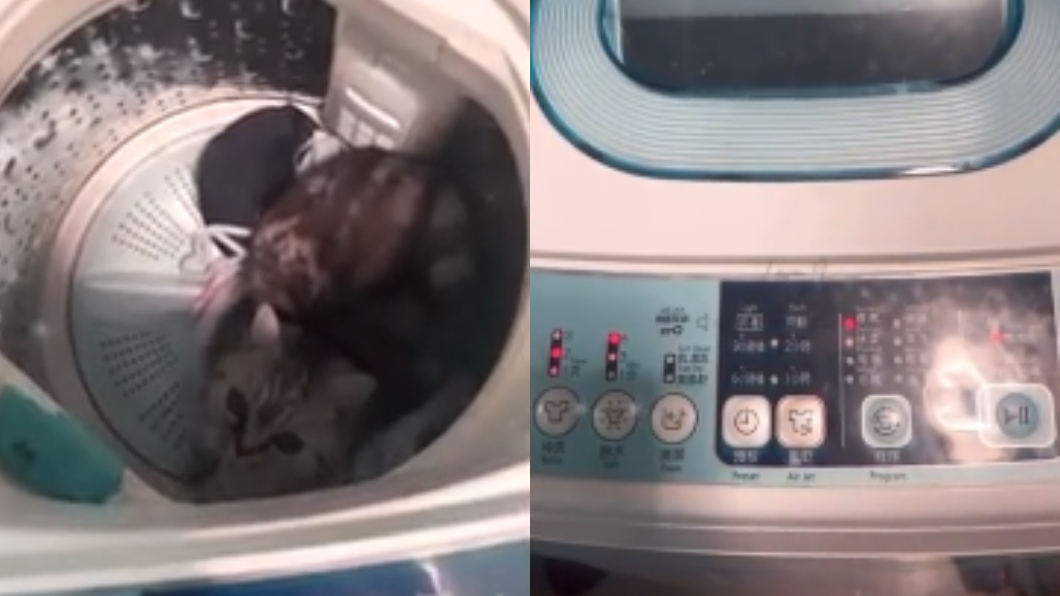 Yuki把貓咪關進洗衣機。（圖／翻攝自Instagram）