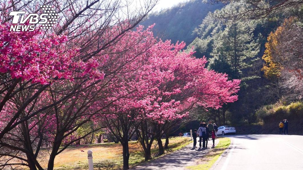 武陵農場櫻花季即將開跑。（圖／中央社）