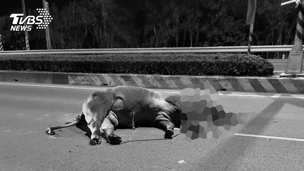 屏東潮州發生有牛隻遭車輛撞死的事件。（圖／TVBS）