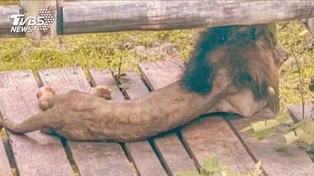 壽山動物園獅子偏瘦，園方表示遺傳疾病導致。（圖／TVBS資料畫面）