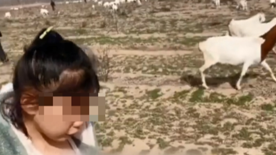 女童被媽媽帶到草原放羊。（圖／翻攝自搜狐視頻）