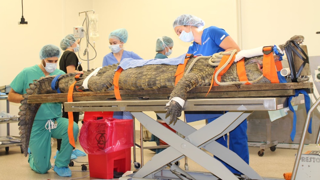 美國佛州聖奧古斯丁動物園一隻鱷魚阿努克，躺在手術台上進行手術。（圖／翻攝自「University of Florida College of Veterinary Medicine」臉書）