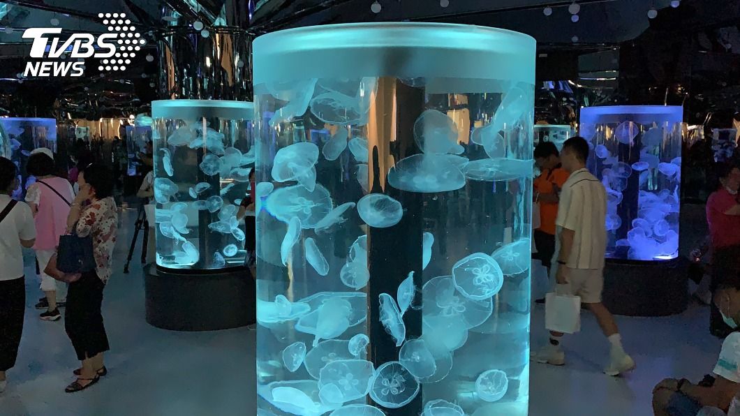 Xpark館內展示多種類水母。（圖／中央社）