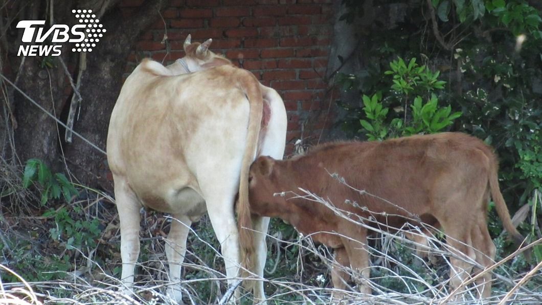 成功鎮日前發生母牛帶2頭小牛脫逃，在馬路上遊蕩。（圖／中央社）